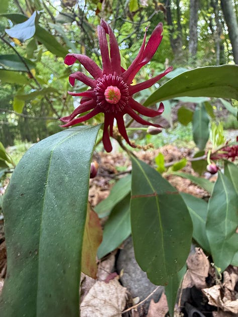 Rhododendron. Paperbark Maple, Anise Tree