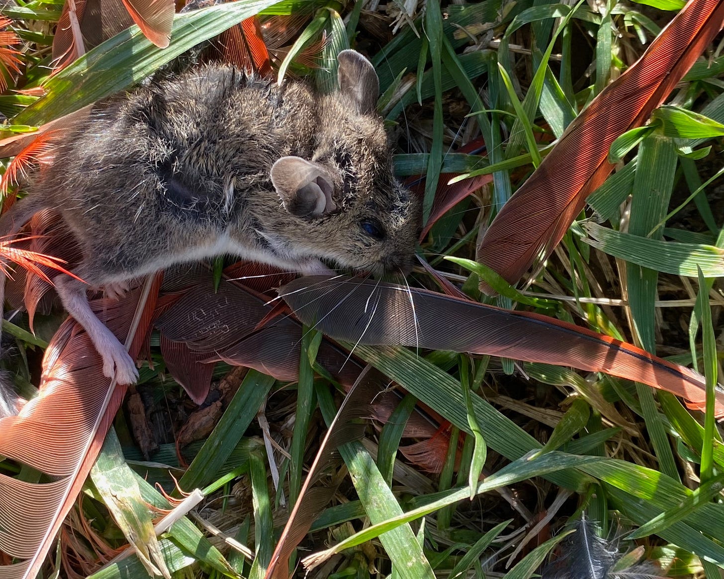 Dead mouse over blanket of cardinal feathers