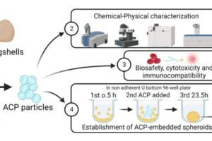 Illustration of egg recycling process
