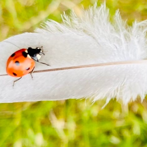 Love Letters From a Ladybug 