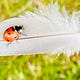 Love Letters From a Ladybug 