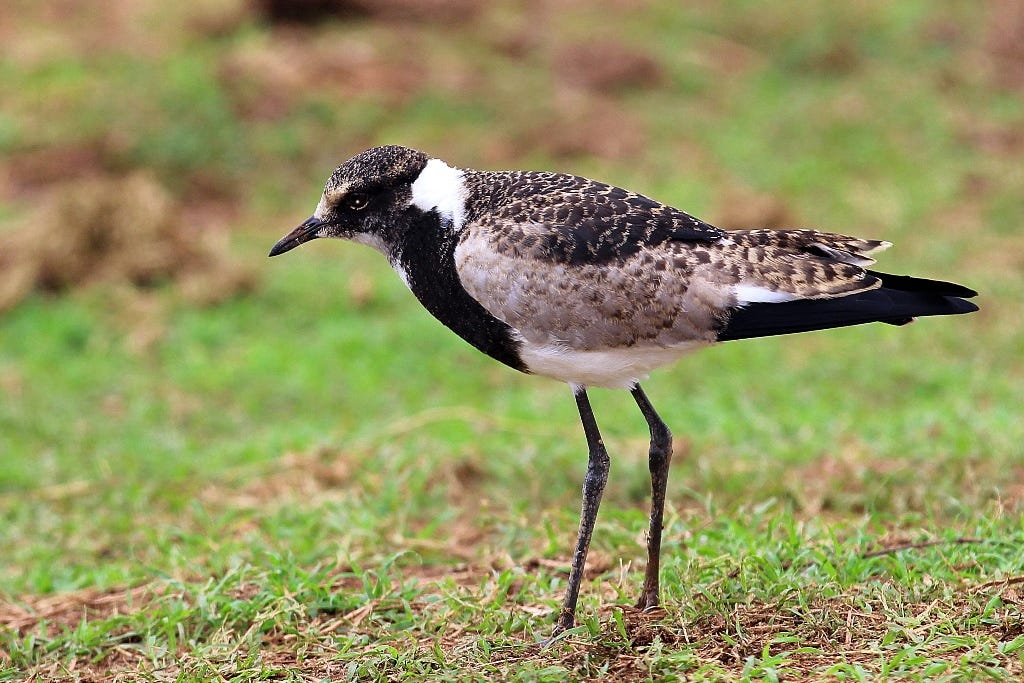 Side view of a blacksmith lapwing
