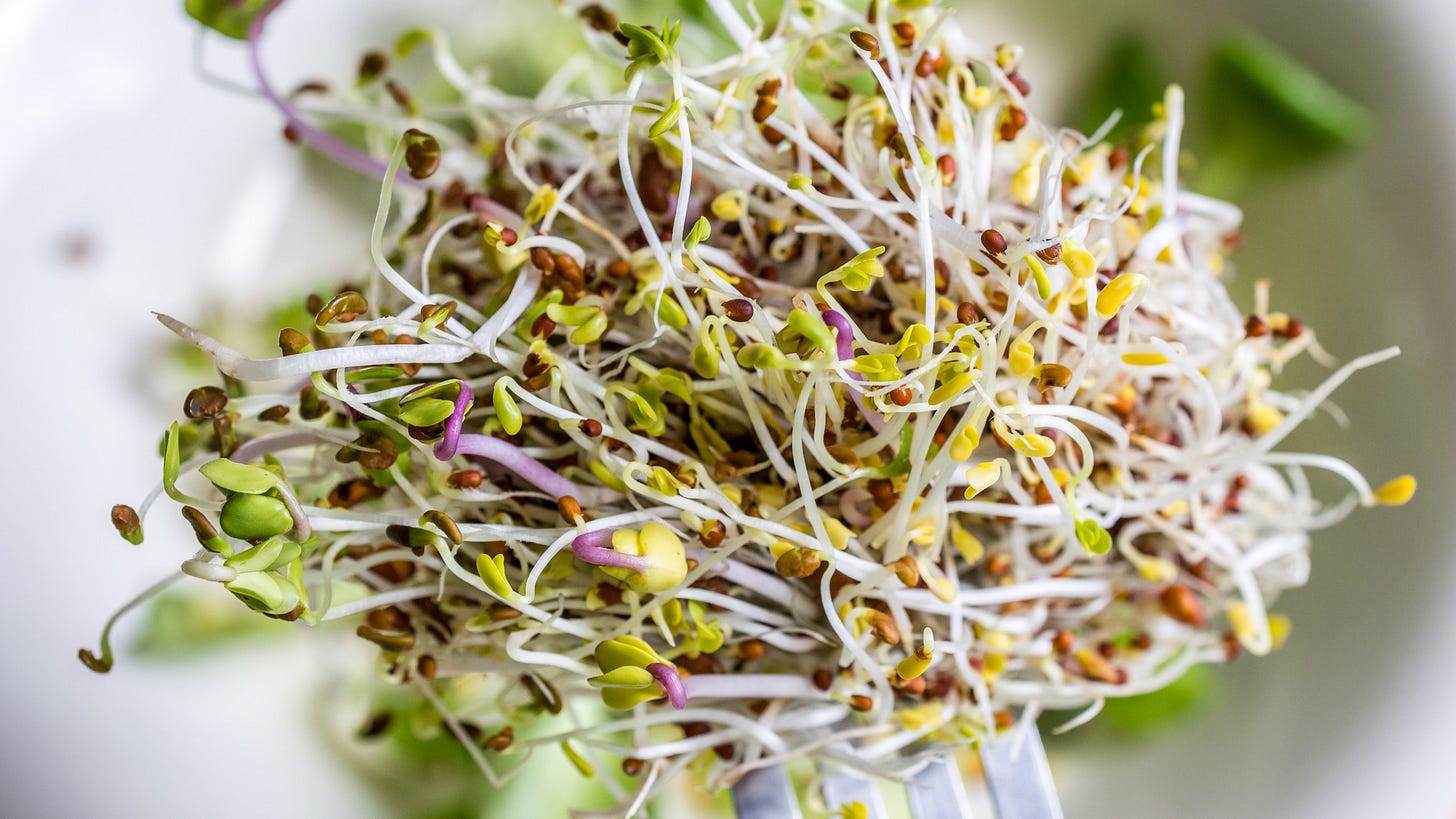 Alfalfa sprouts recalled for Shiga toxin-producing E. coli, salmonella contamination Alfalfa sprouts recalled for Shiga toxin-producing E. coli, salmonella contamination