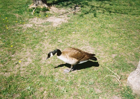 Film photos of nature, landscapes, friends, and life moments. Taken with my Kodak EKTAR H-35