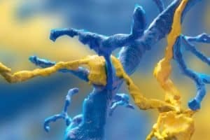 synapses