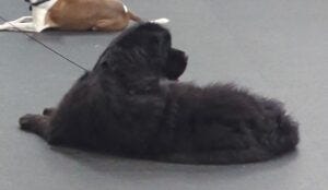 Crokell in Down Stay watching the Judge Crokell in Down Stay watching the Judge