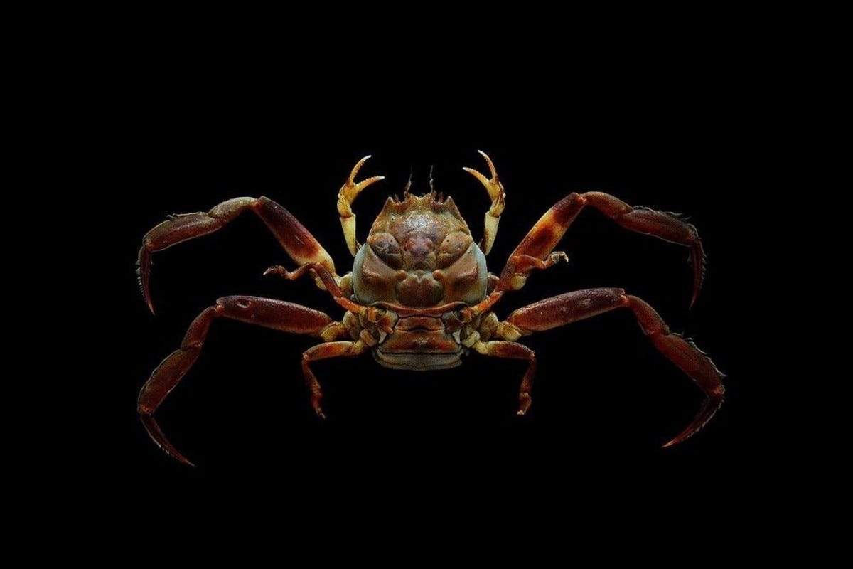 The Story Behind the Samurai Faced Heikegani - HubPages