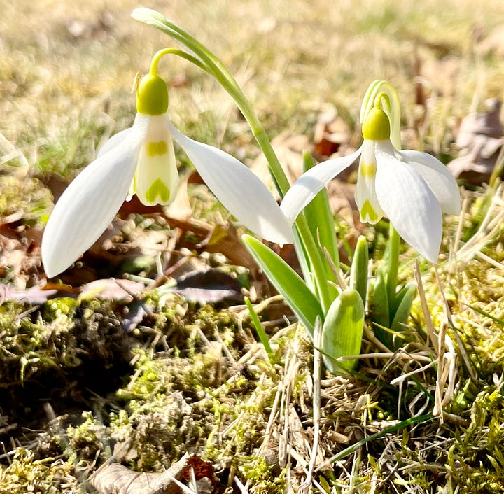 Galanthus 'Grumpy', 'Wasp', 'Blewbury Tart' and 'Sanderii group'