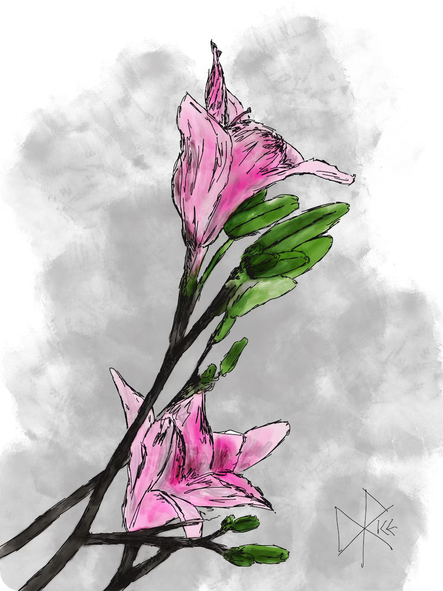 Pink lilies. Sketch art by Don Rice.
