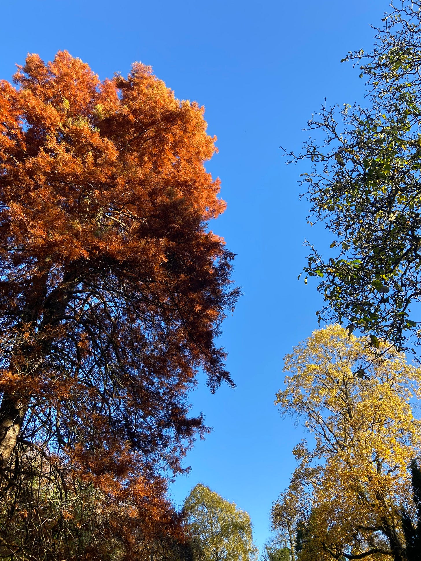 Rusty orange leaves of a huge tree in Fletcher Moss against a bright blue autumn sky