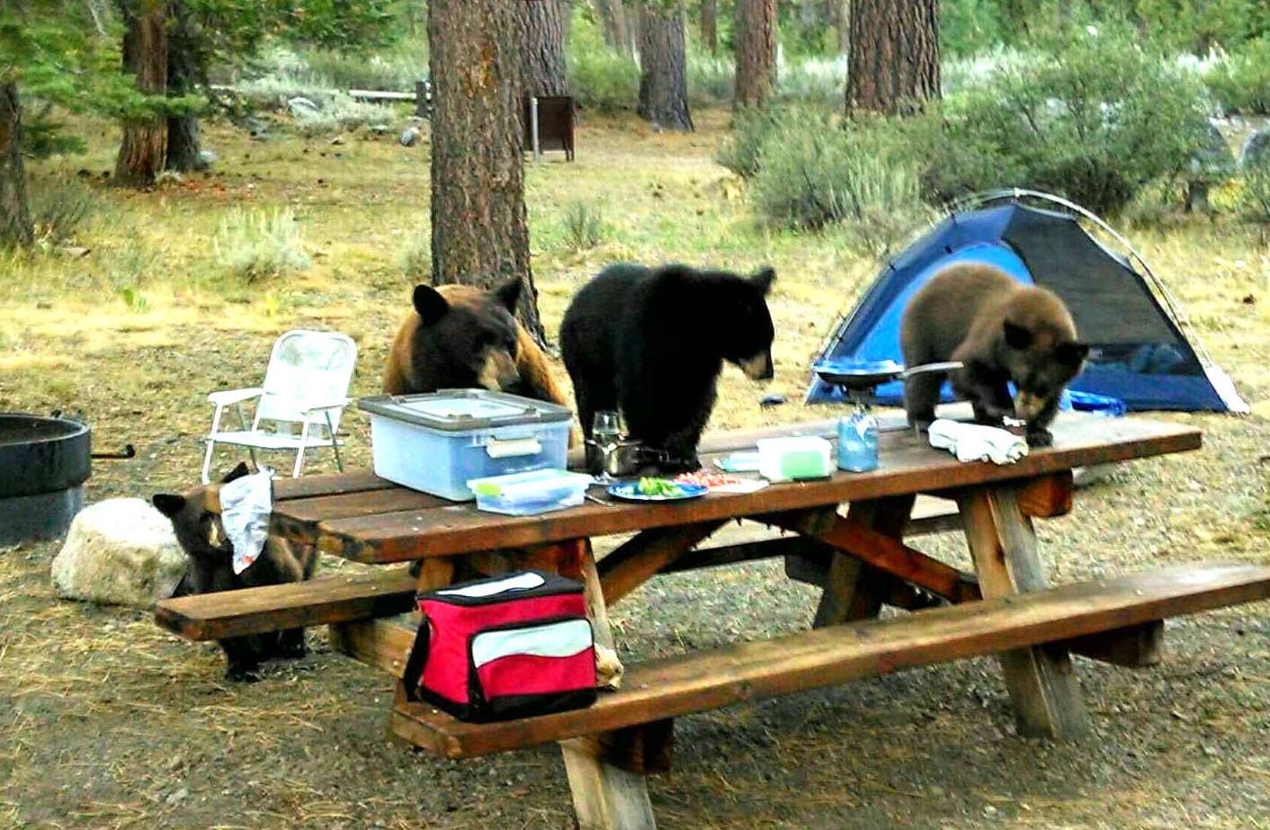 Bear family at a campsite (Tahoe)