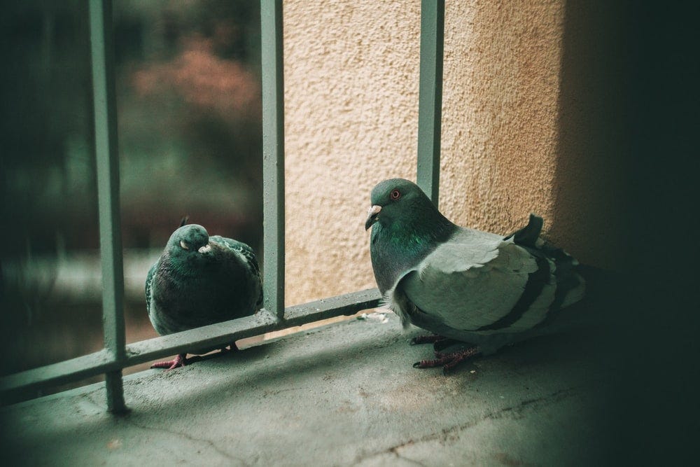 two gray-and-black pigeons on black metal fence two gray-and-black pigeons on black metal fence