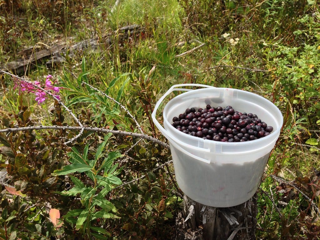 The harvest | I'm guessing the fill rate for huckleberry pic… | Flickr