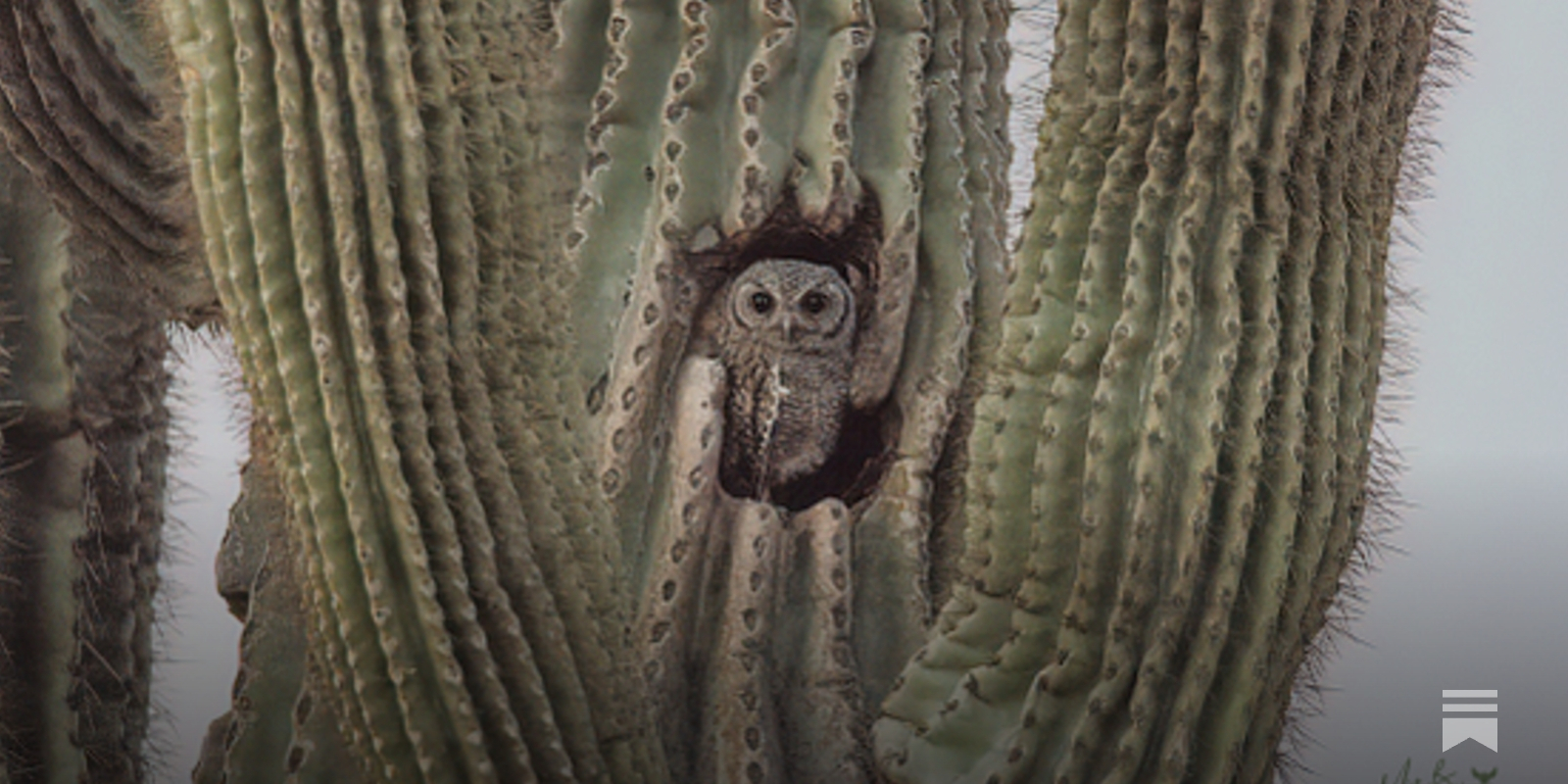 The Giant Saguaro - by Jan Spell