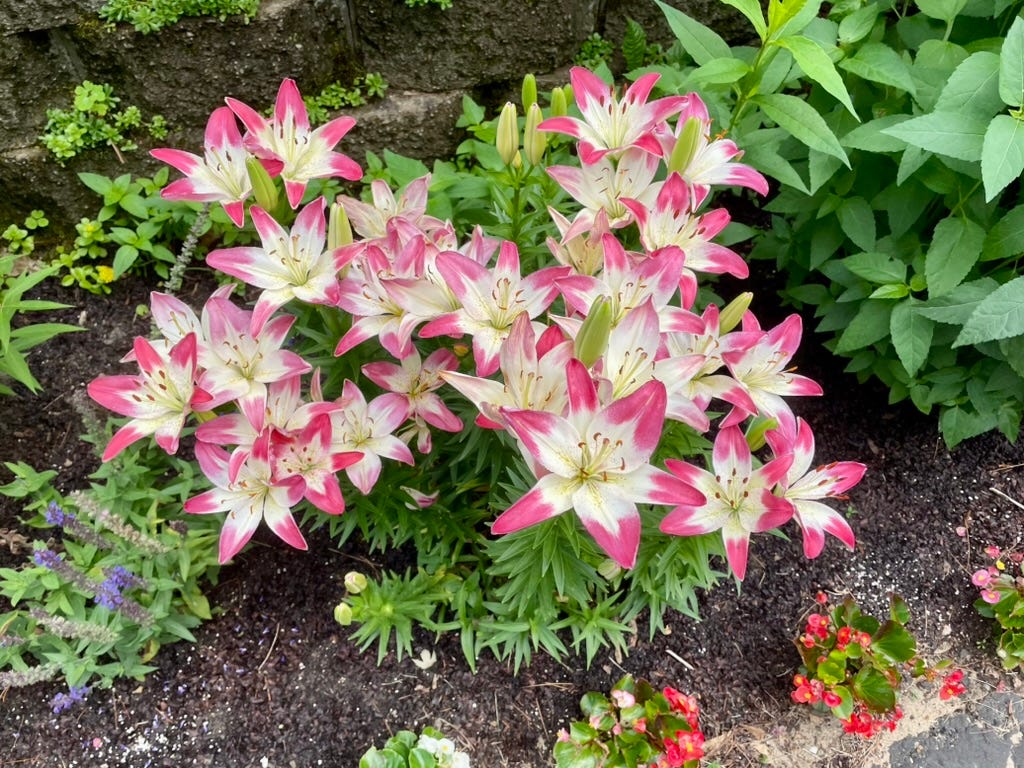 A group of pink and white flowers

AI-generated content may be incorrect.