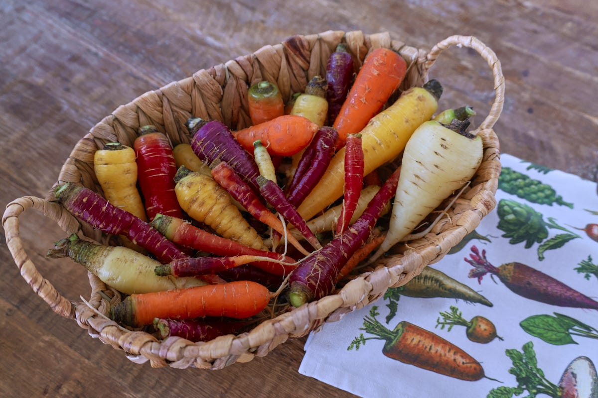 a multicolor variety of heirloom carrots in a basket with a kitchen towel alongside a multicolor variety of heirloom carrots in a basket with a kitchen towel alongside