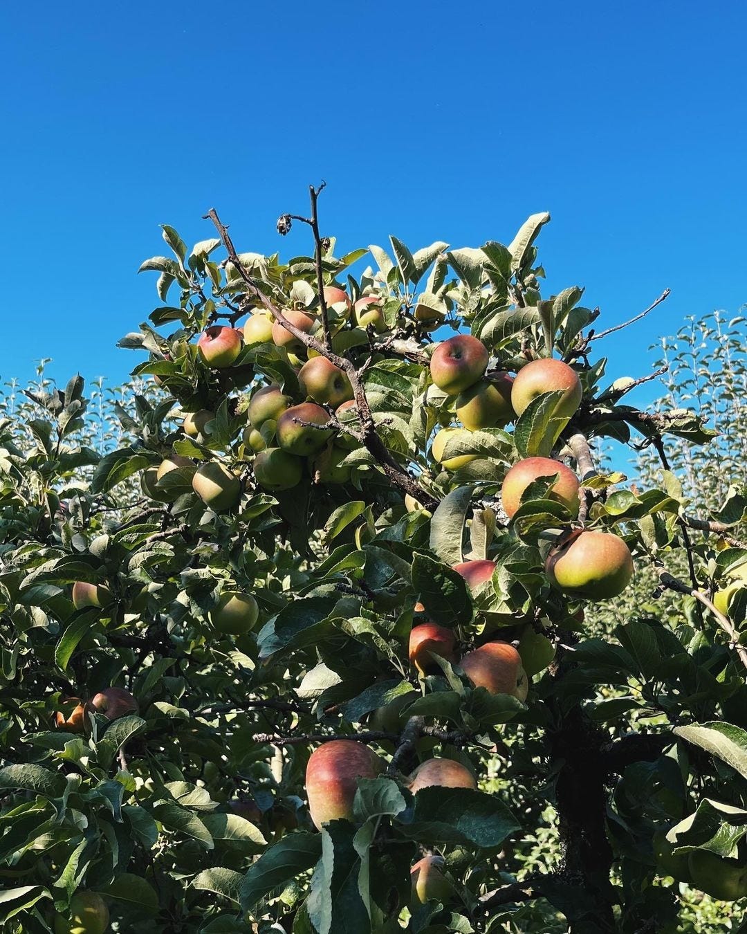 An Instagram  post added on Oct 26, 2024. The author is @reft_n_light. May present: tree.