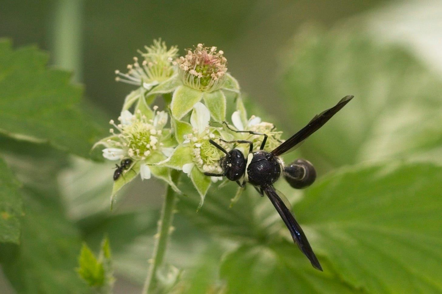 A black and white wasp the flowers of a raspberry plant. Most of the flowers have lost their white petals and are just a cluster of pale green floral parts and triangular pale green sepals