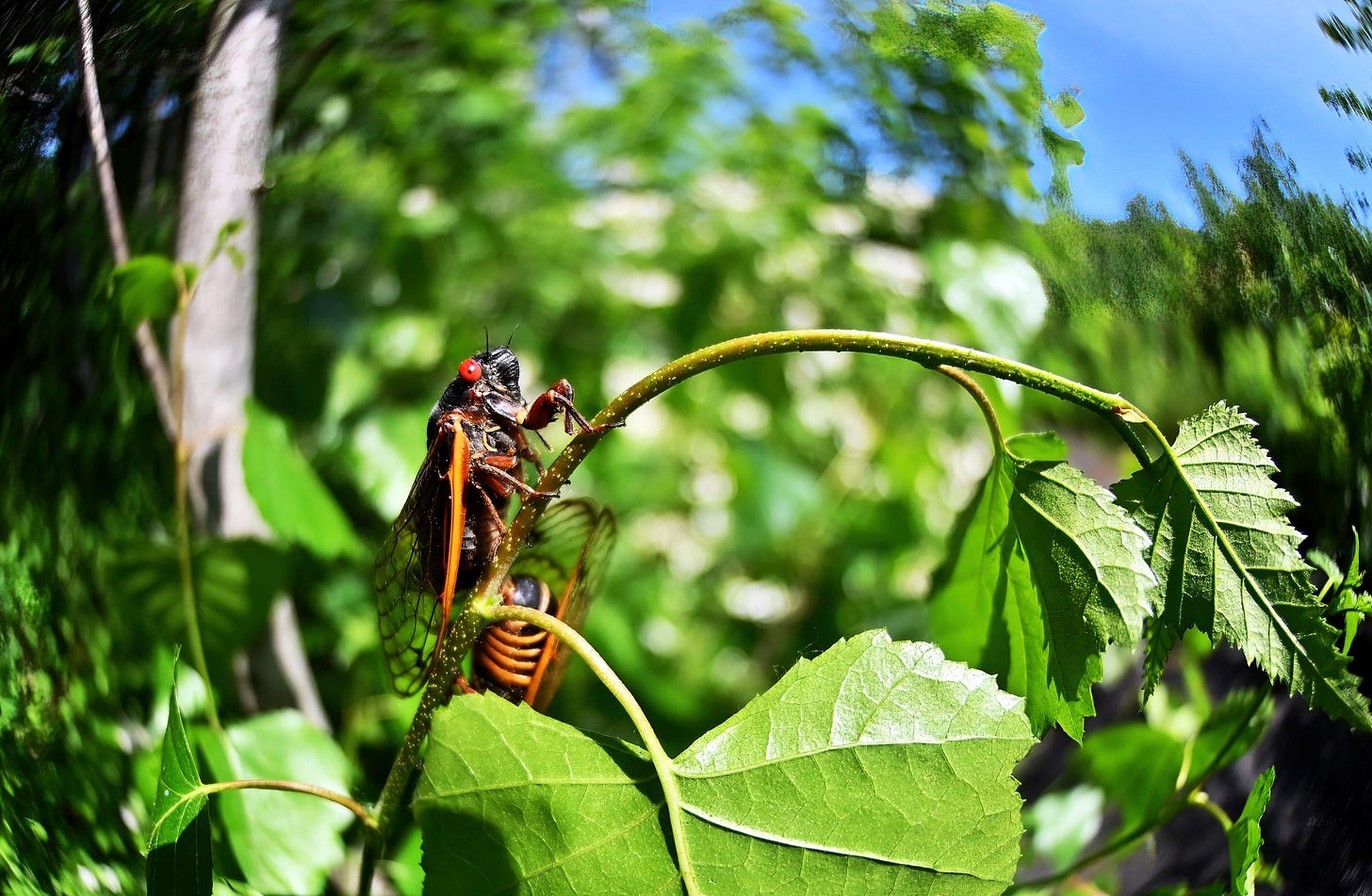 Brood X cicada