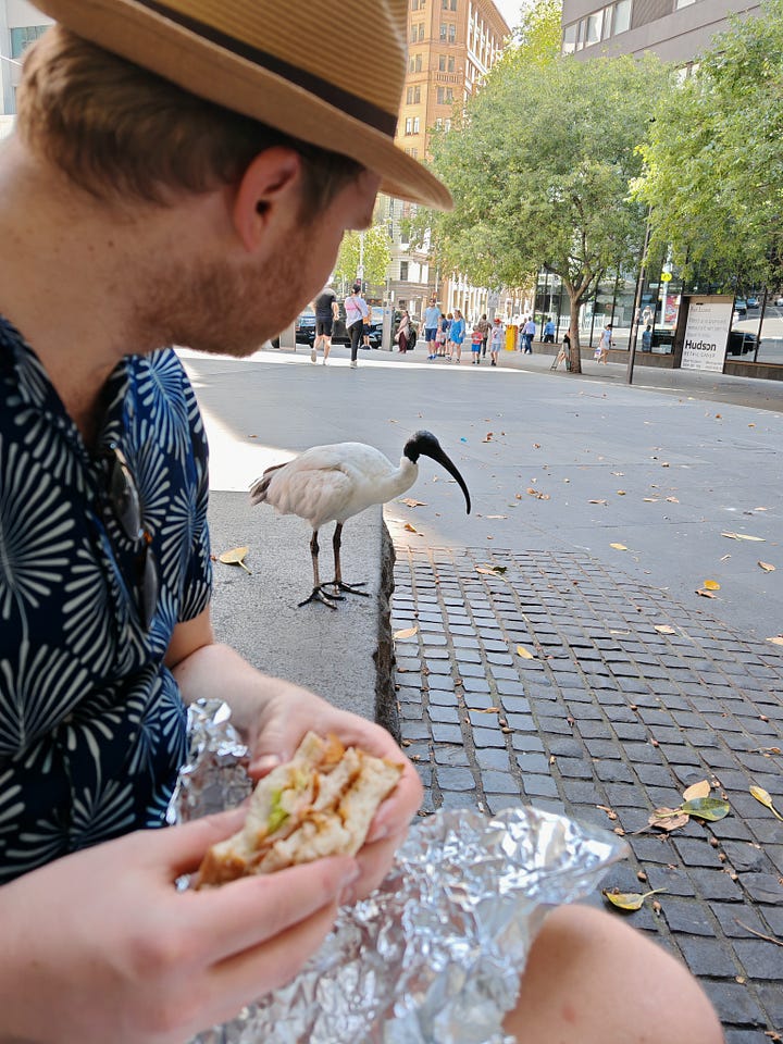 1. A view of a cove with houses around it and boats in the water. 2. An ibis lingering by a blonde man eating a sandwich. 3. The multi-layered strawberry watermelon ice cream. 4. A man looking humorously scared in front of the Luna Park entrance, depicting a giant grinning face.