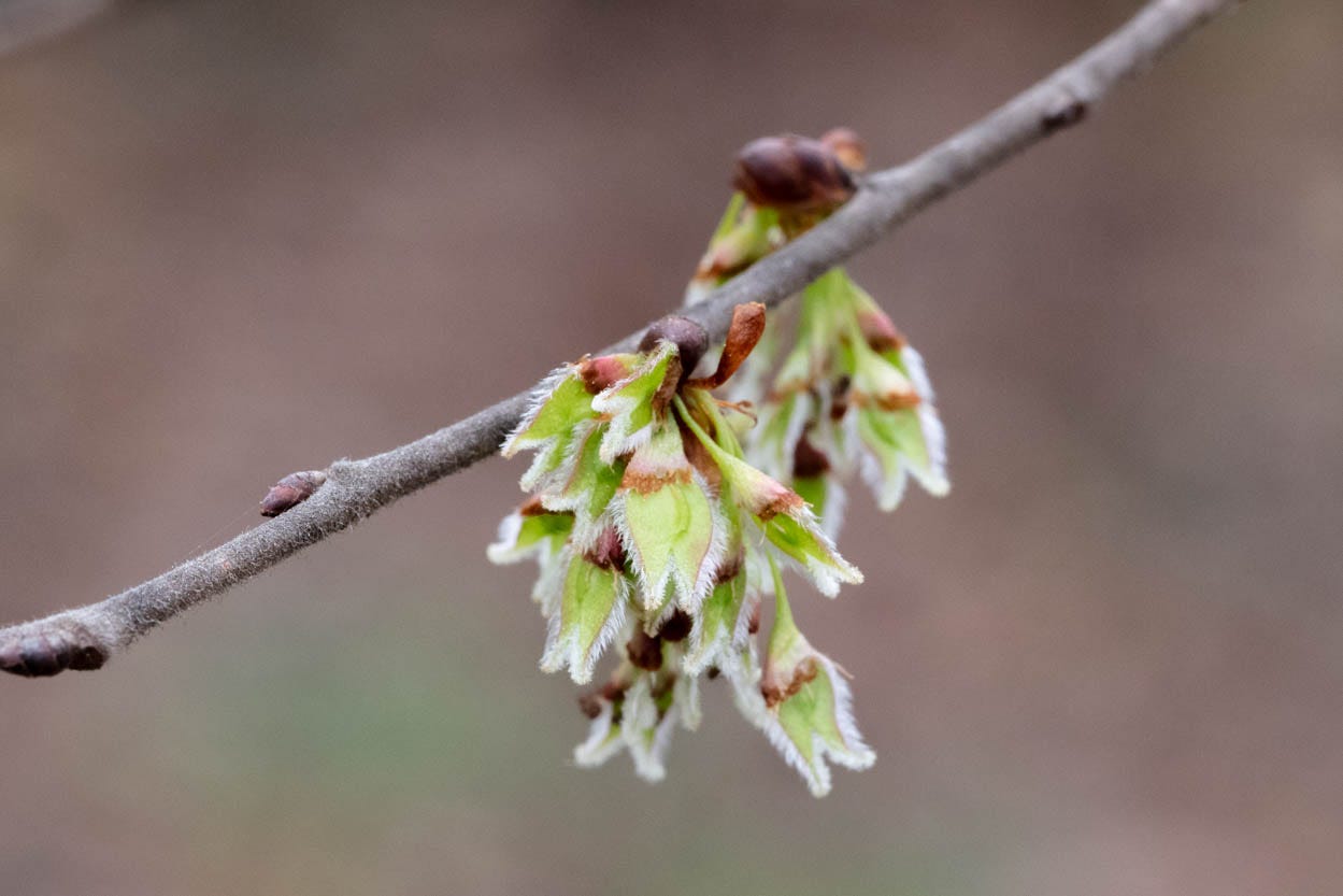 Close-up of many elm samaras dangling from a thin, fuzzy elm branch. As described in more detail in the text, the samaras are bright, pale green, thin seed capsules with a dark red-bordered calyx and a fringe of white soft hairs.