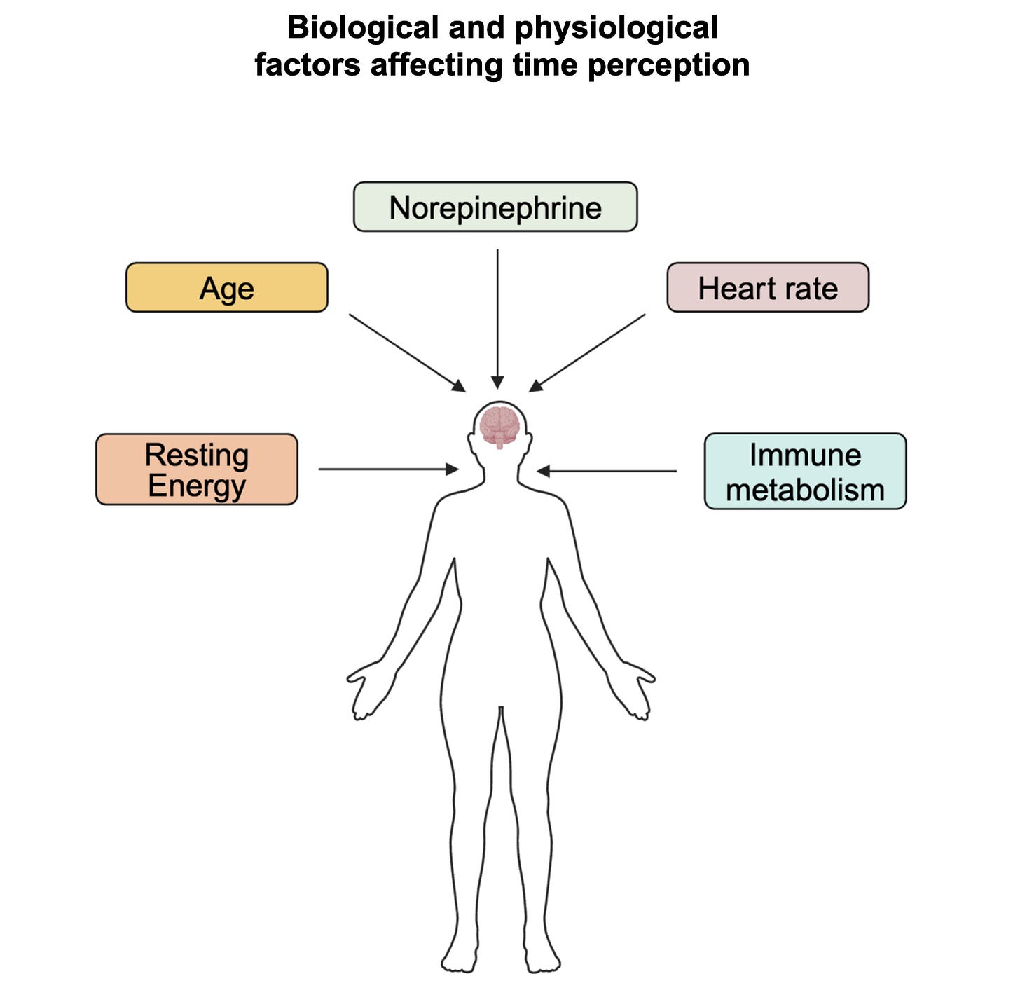 Hypothesized physiological factors that may modulate time perception. Hypothesized physiological factors that may modulate time perception.