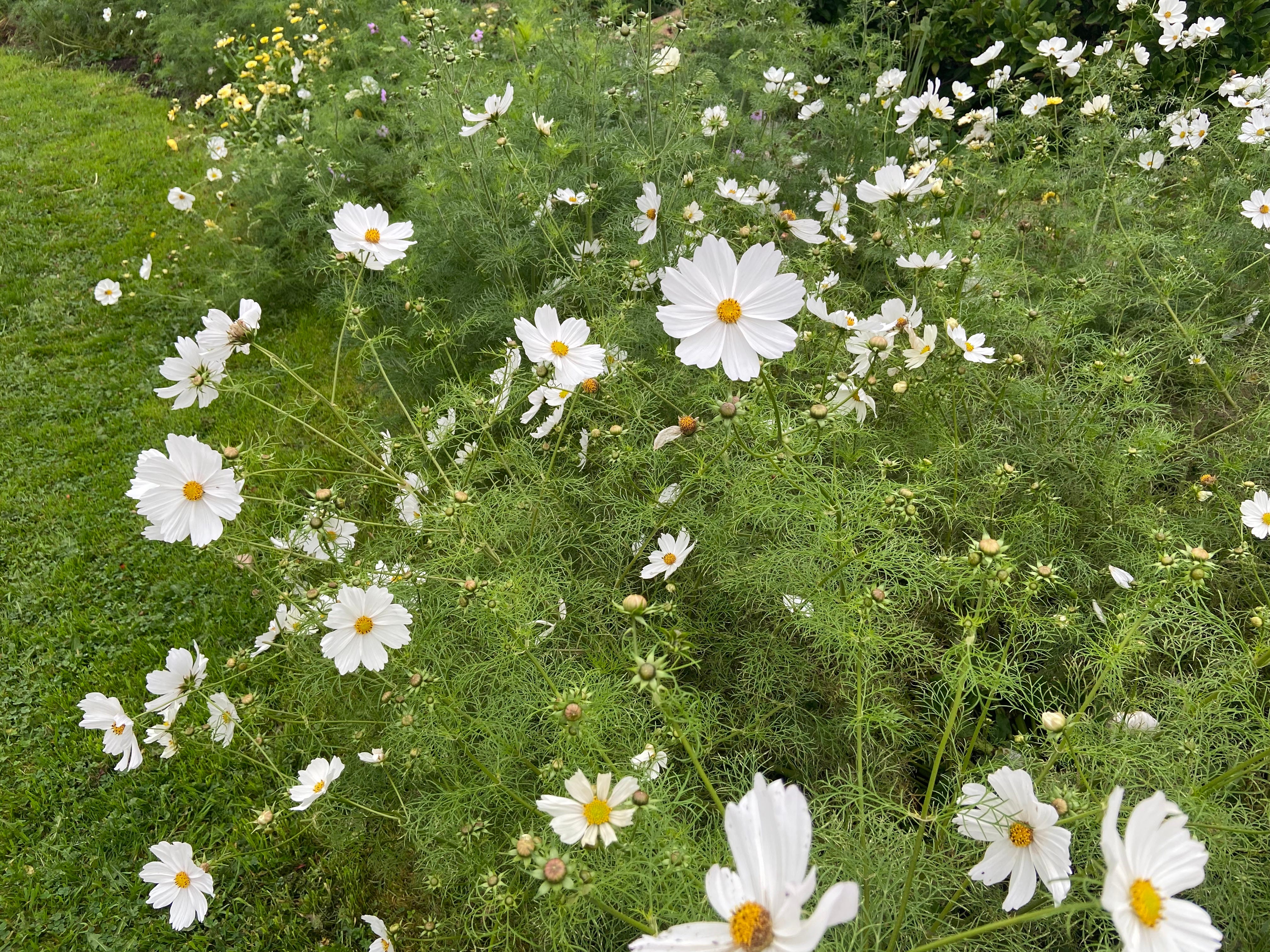Cosmos ‘Purity’ is incredibly beautiful and flowers for months but it is an annual and will die in autumn without self sowing in the UK, never to return leaving gaps in your garden next year. Cosmos ‘Purity’ is incredibly beautiful and flowers for months but it is an annual and will die in autumn without self sowing in the UK, never to return leaving gaps in your garden next year.