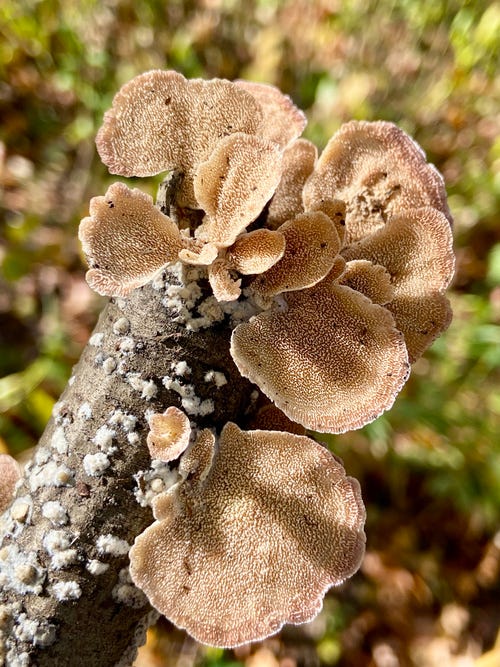 Violet-toothed polypore in Central Park Violet-toothed polypore in Central Park