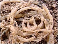 Neolithic noodles Neolithic noodles