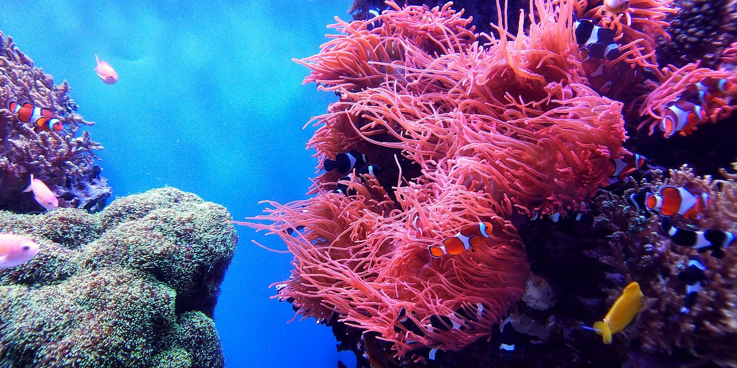 coral reef