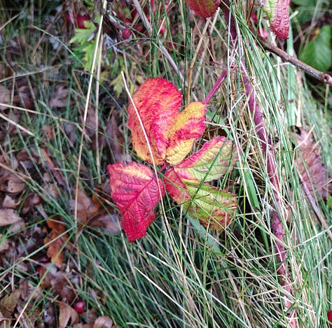 Red berries, red leaves