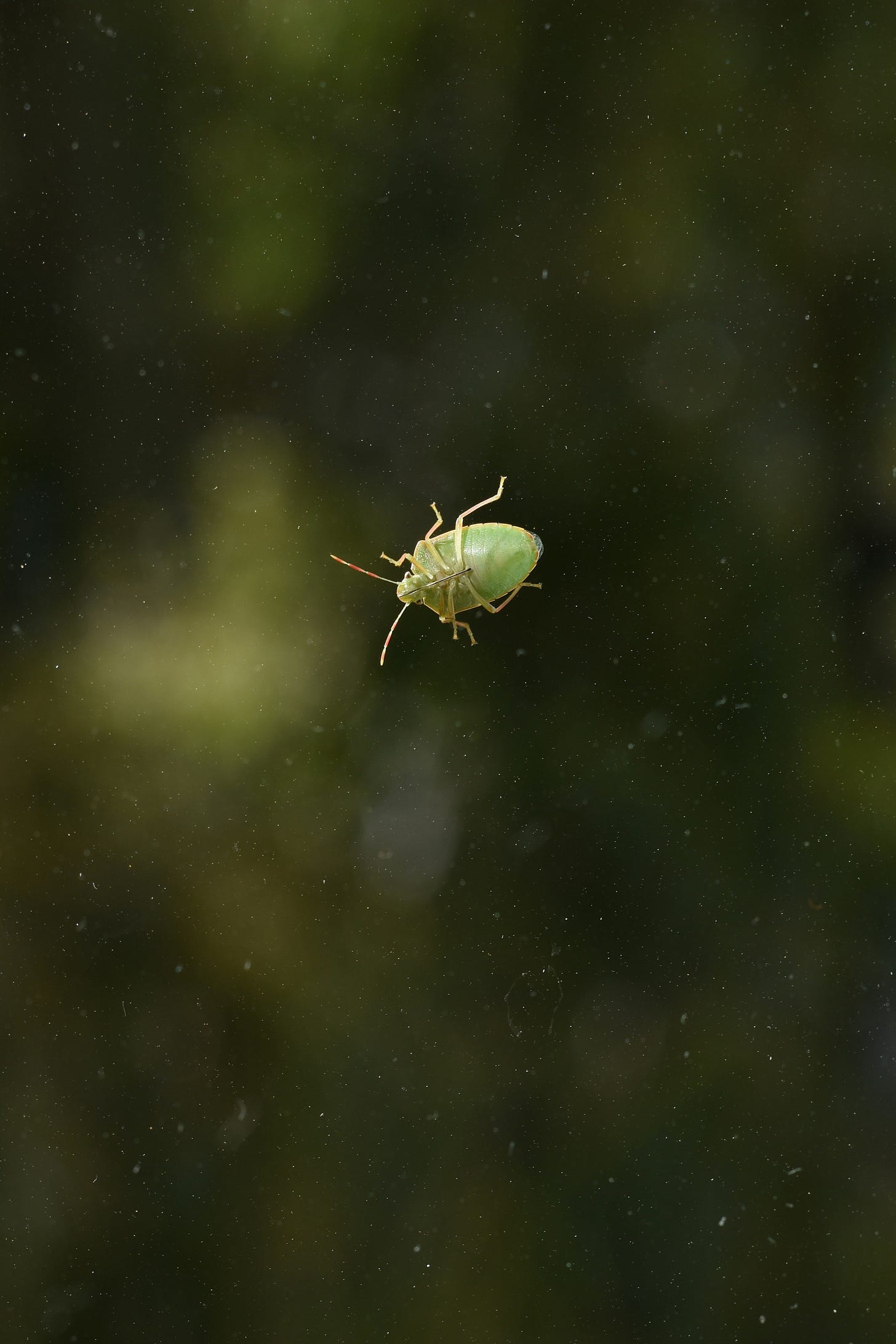 A stinkbug in a field of green A stinkbug in a field of green