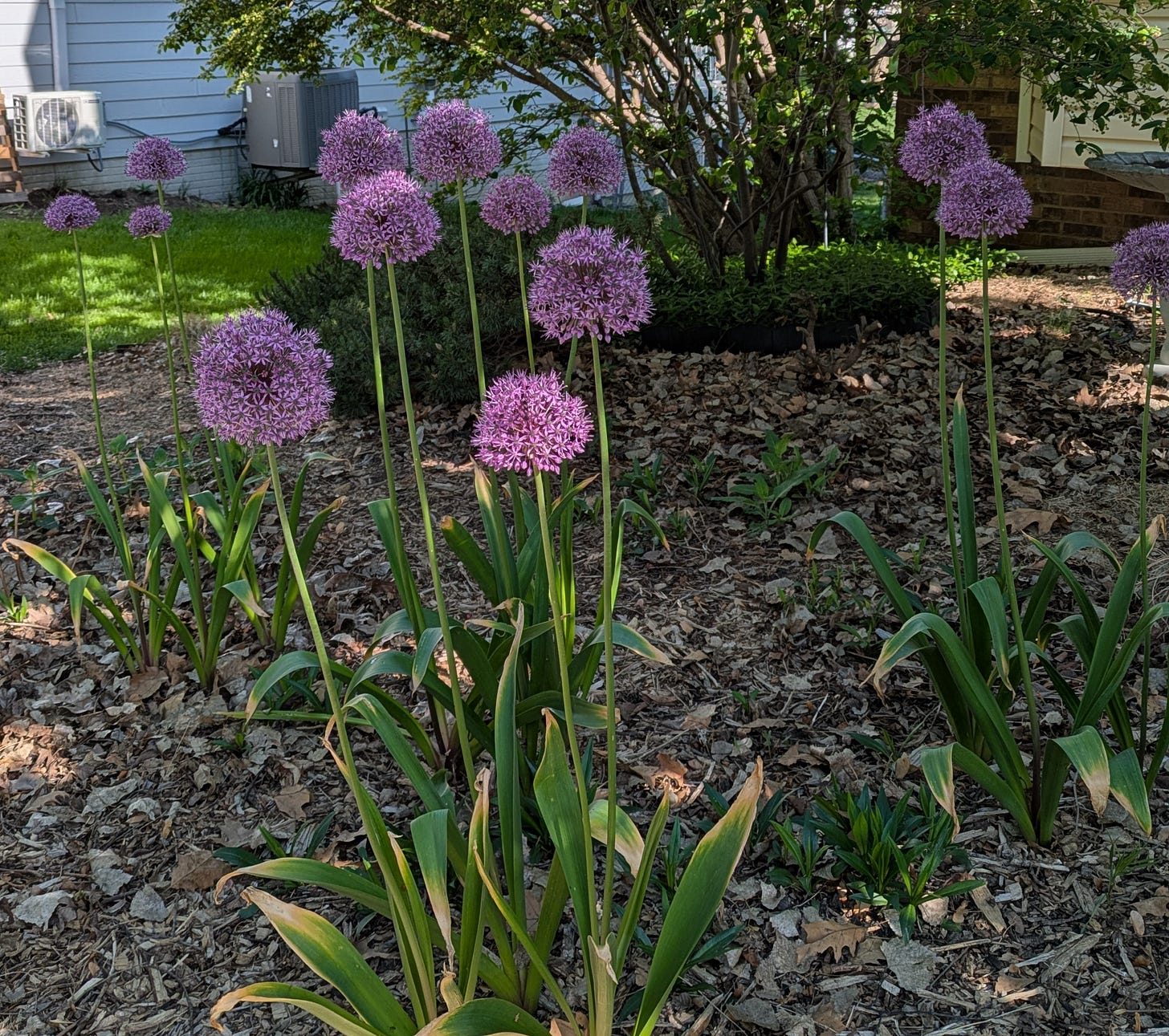 Clusters of giant allium in full bloom, with large, round, purple flowers sitting atop tall stalks.