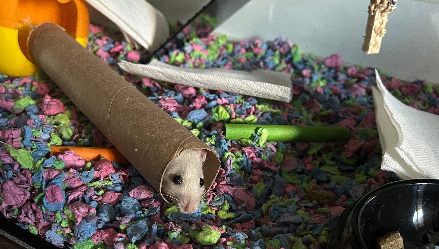 A small white rat peeks out from inside a cardboard tube in a colorful bedding of a pet enclosure. The bedding consists of shredded paper in shades of pink, blue, green, and purple. There are various items scattered around, including pieces of paper towel, a green chew stick, and a black bowl with some food pellets. An orange plastic structure is partially visible in the background.