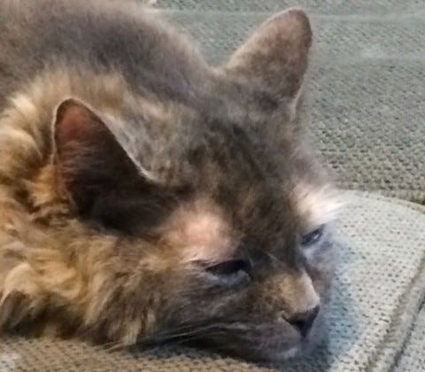 Aria Tired Cats Prefer Classical Music Aria Tired Cats Prefer Classical Music
