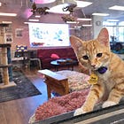 Heartland Humane Turns 60 (11 in cat years)
