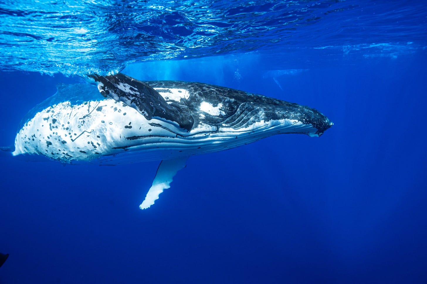 Swimming with humpback whales in Tonga 2 Swimming with humpback whales in Tonga 2