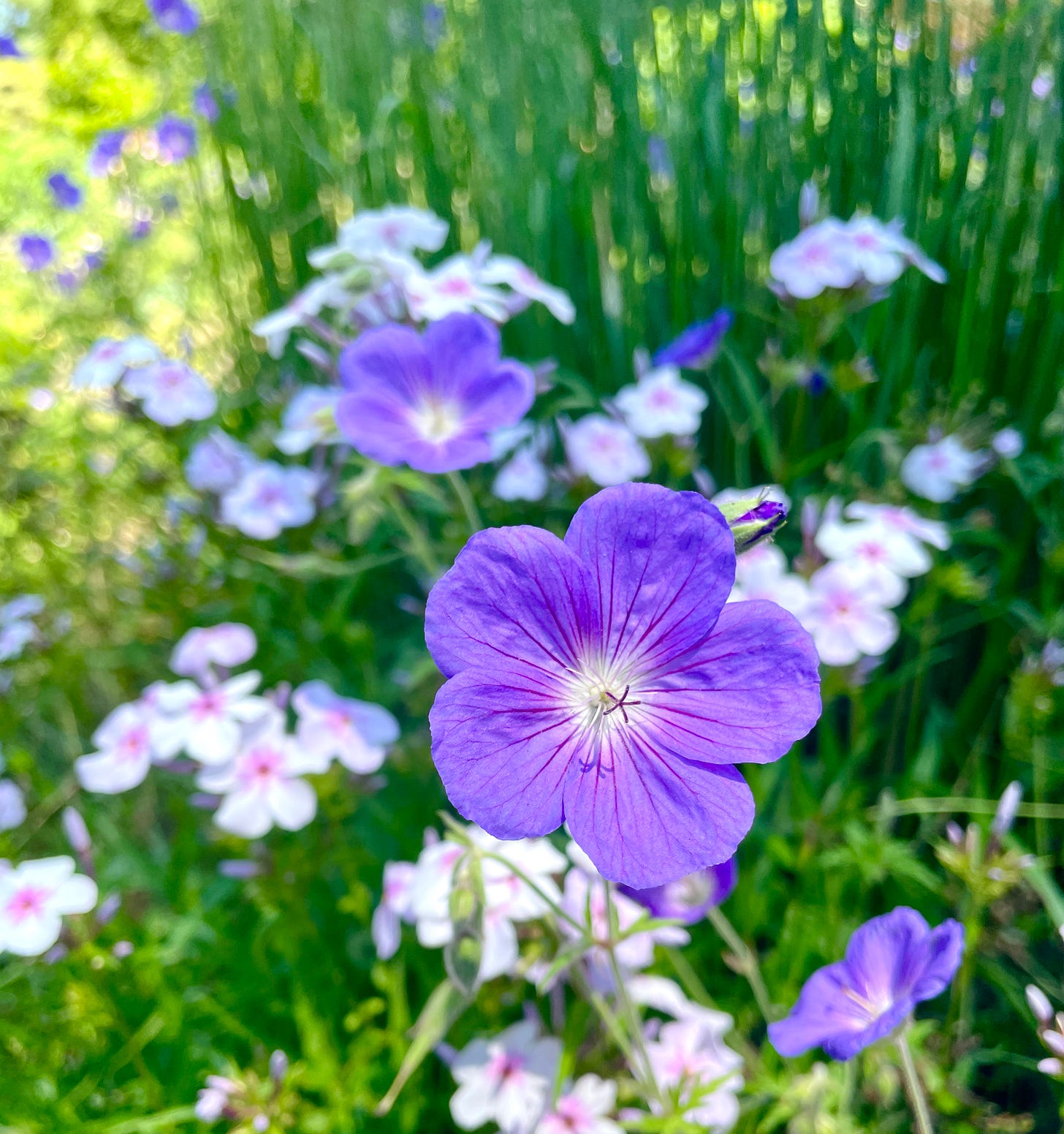 Geranium ‘Orion’ in the Cottage Garden