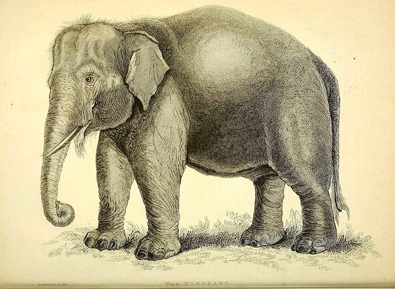 25 Copy-Right Free Vintage Elephant Illustrations and Drawings - Picture  Box Blue