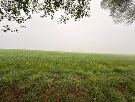 A view of a white-out framed by trees and grass.