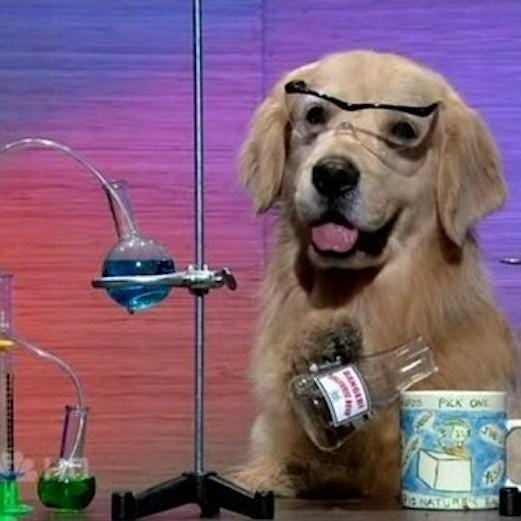 High Quality I Have No Idea What I Am Doing Dog Blank Meme Template