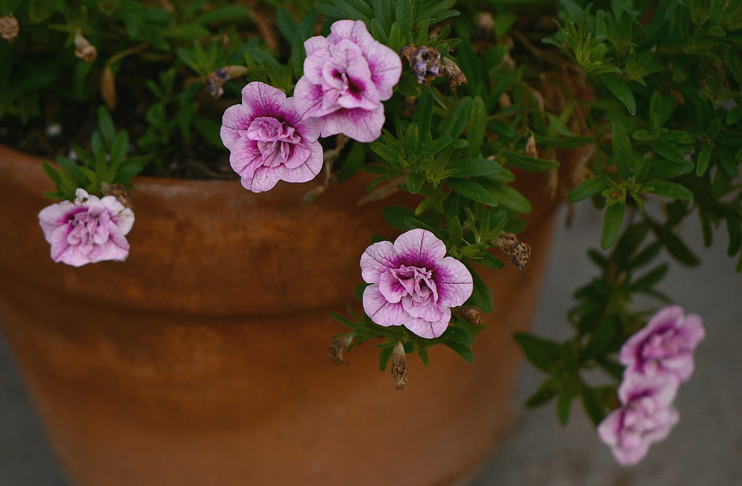 Calibrachoa flowering in a pot