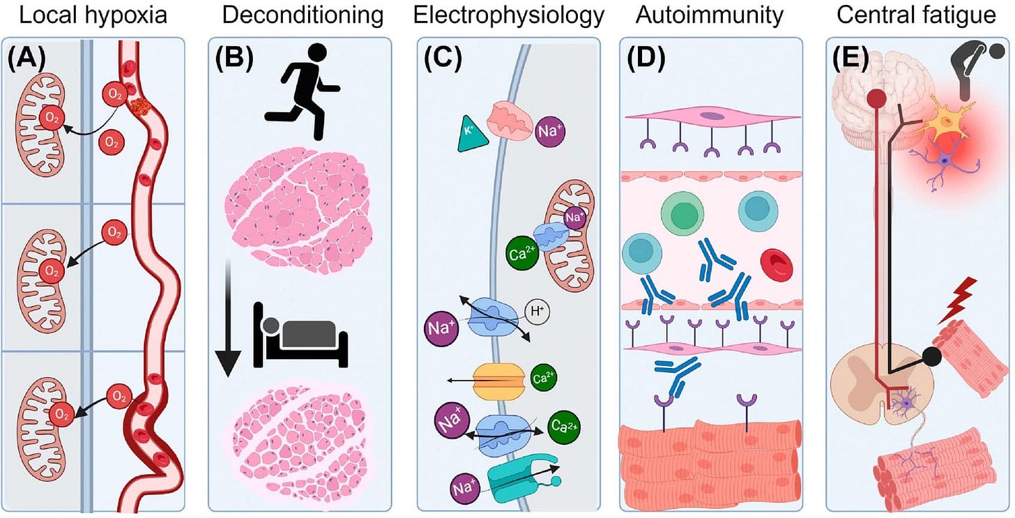 adapted mechanisms of fatigue
