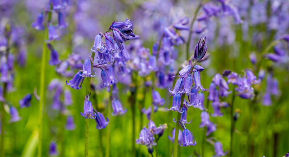 A field of purple bluebells with green stems