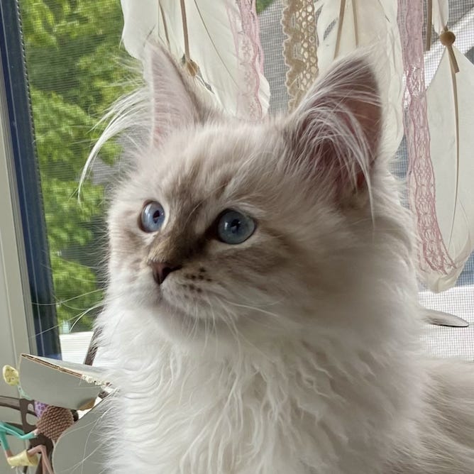 A gallery of four close-up photos of Lyla's face from images from the post.