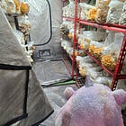 In Which We Are Obsessed with Mushrooms