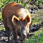 Going whole hog for bird recovery
