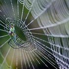 The evolution of spider webs