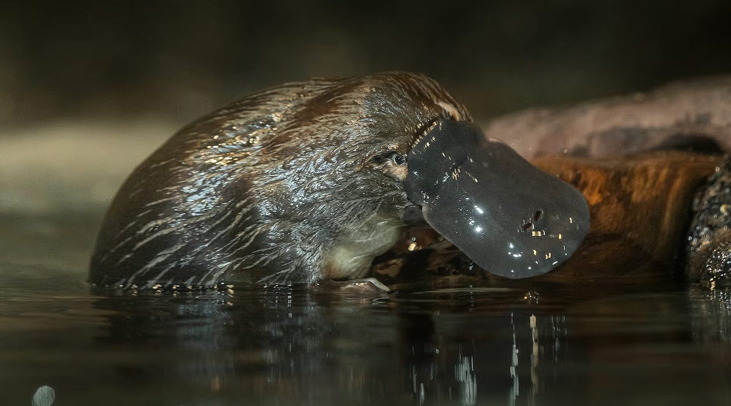 Platypus coming out of the water. 