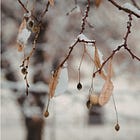 48. The Wild Enchantment Club | Clarity by being with bare winter branches